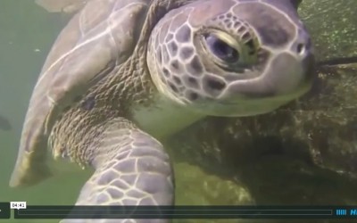 The Marathon Turtle Hospital–a Junior Captains Preview