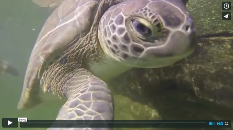 The Marathon Turtle Hospital–a Junior Captains Preview