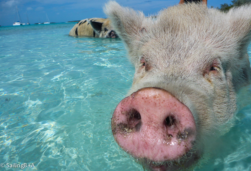 Even the Beach is Better with Bacon