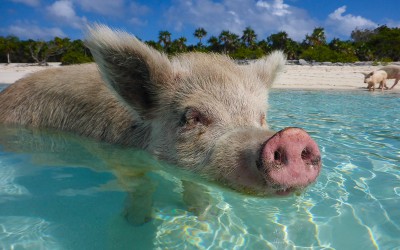 Video: This Little Piggy Went Swimming