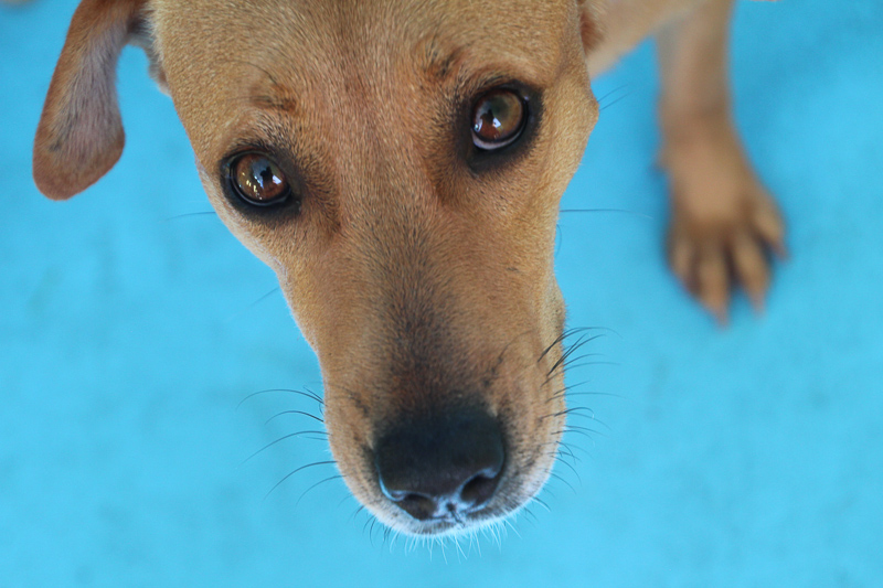 We love their new crew, Cole and Marigot, island dogs they adopted from St. Martin.