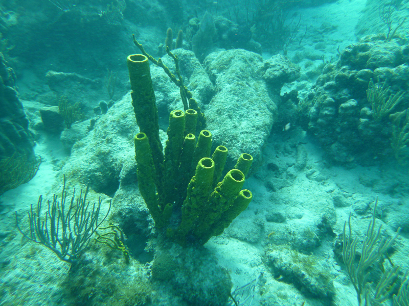 Snorkeling is a daily event.