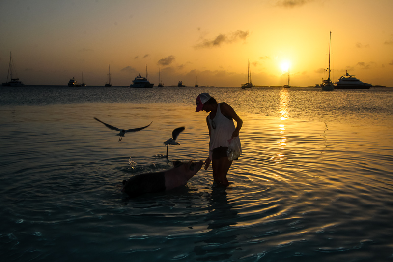 Sunset pig feeding