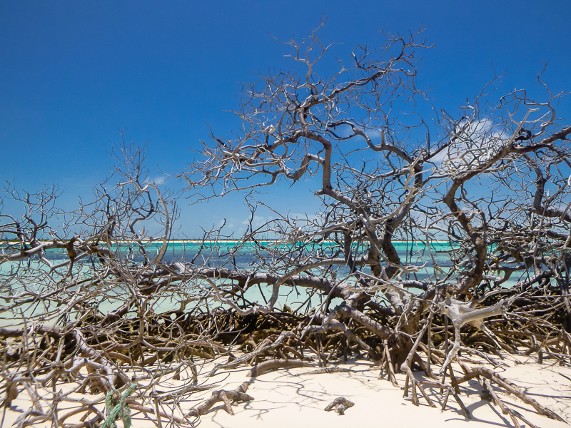 Atwood Branches