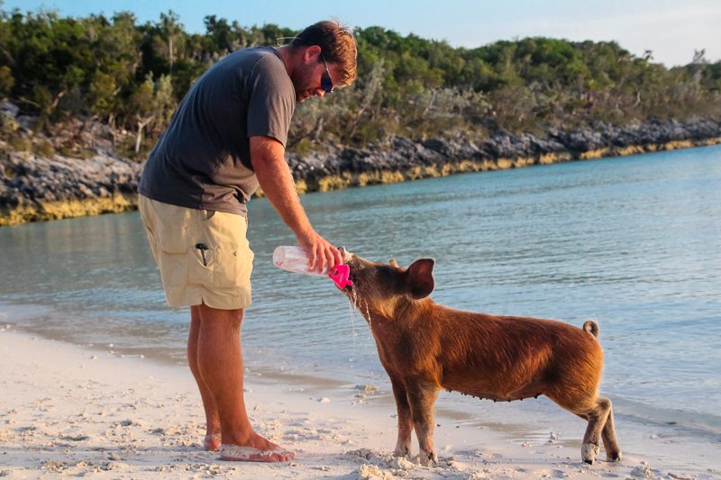 Bo found the pigs to be craving fresh water. Turns out it is a premium for allll of us